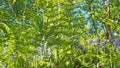 vibrant ferns and wild bluebells in bright sunlight in a sunlit forest background against a blue sky Royalty Free Stock Photo