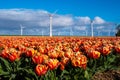 A vibrant field bursting with red and yellow tulips stretches towards distant windmills, their blades turning in the Royalty Free Stock Photo