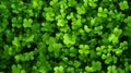 vibrant field of clover, with lush green leaves Royalty Free Stock Photo