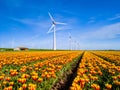 A vibrant field of colorful tulips dances in the wind with majestic windmills in the Netherlands Royalty Free Stock Photo