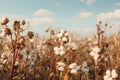 A vibrant field of cotton plants set against a brilliant blue sky, Organic cotton plants in a field with picked cotton nearby, AI