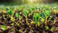 A vibrant field of emerald sprouts