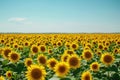 A vibrant field filled with sunflowers stretching towards a clear blue sky, A wide expansive sunflower field under a clear blue Royalty Free Stock Photo