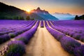 A vibrant field of lavender in full bloom, stretching as far as the eye can see under a clear, blue sky Royalty Free Stock Photo