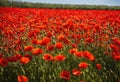 A vibrant field of poppies under the midday sun