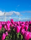 A vibrant field of purple tulips sways gracefully in the wind, with several iconic windmill turbines towering in the