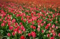 Vibrant field of red and pink tulips surrounded by lush green foliage, basking in the warm sunlight Royalty Free Stock Photo