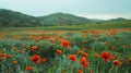 Vibrant field of red poppies in full bloom. Rolling hills in the background. Serene nature landscape, perfect for spring Royalty Free Stock Photo