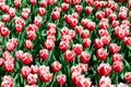 A vibrant field of red and white tulips in full bloom, capturing the essence of spring. Royalty Free Stock Photo