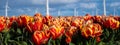 A vibrant field of red and yellow tulips dances beneath the towering windmills of the Netherlands in the springtime Royalty Free Stock Photo