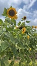 Vibrant field of sunflowers basking in the sun's rays with a bright blue sky above Royalty Free Stock Photo