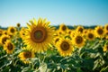 A vibrant field of sunflowers underneath a clear blue sky, A wide expansive sunflower field under a clear blue sky, AI Generated