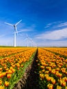 A vibrant field of yellow and red tulips dances in the spring breeze, framed by majestic windmills Royalty Free Stock Photo