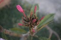 Vibrant Fireworks: Captivating Red Frangipani Blossoms