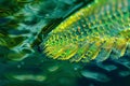 Vibrant fish fin glimmering underwater