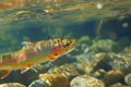 A vibrant fish with rainbow hues gracefully swims through the crystal-clear water, A rainbow trout swimming in a clear mountain Royalty Free Stock Photo