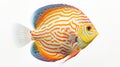 Bold And Colorful Discus Fish On White Background