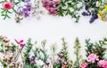 Vibrant Floral Arrangement Bordering a Blank White Background for Creative Design Royalty Free Stock Photo