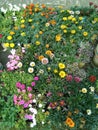 Vibrant flower bed showcasing a diverse array of blooming plants and greenery Royalty Free Stock Photo