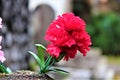 Flowers In A Graveyard Royalty Free Stock Photo