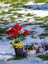 Vibrant flowers placed at grave in cemetary churchyard