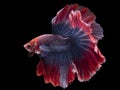 Vibrant and flowing fins, these captivating betta fish are a mesmerizing sight to behold