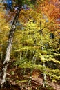 Vibrant foliage in forest along hiking trail at Devil\'s Glen Royalty Free Stock Photo