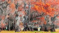Vibrant foliage on mossy bald Cypress trees in the lake Royalty Free Stock Photo