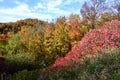 Vibrant foliage at top of hill along hiking trail at Devil\'s Glen Royalty Free Stock Photo