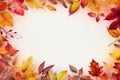 Vibrant frame autumn leaves forest. Generate Ai