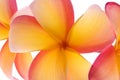 Vibrant frangipani flowers Royalty Free Stock Photo