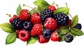 Vibrant Fresh Berries Mix - Raspberries, Blueberries, Blackberries, Strawberries with Leaves, Isolated Culinary Delight.