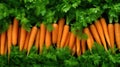 vibrant fresh carrot background