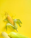 Fresh corn on a yellow background. Flat lay, top view Royalty Free Stock Photo