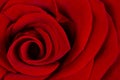 Vibrant fresh crimson or red rose close up. Rose head macro photo background Royalty Free Stock Photo