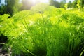 Vibrant fresh dill crop grown on state-of-the-art green plantation under the radiant sun