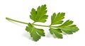 Vibrant fresh parsley sprig on a white background Royalty Free Stock Photo