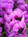 Vibrant and fresh rainbow-hued orchid blossoms bring joy upon sight