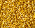 Vibrant fresh sweet corn kernels background for culinary and agricultural concepts Royalty Free Stock Photo