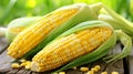 Vibrant and fresh sweet corn kernels background for culinary use and cooking recipes Royalty Free Stock Photo