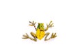 Vibrant frog art against white backdrop, featuring vivid yellow and green hues, prominent limbs, webbed feet, and