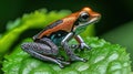 Vibrant frog perched on a leaf Royalty Free Stock Photo