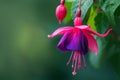 A vibrant fuchsia bloom dangles elegantly from a slender stem Royalty Free Stock Photo