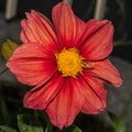 A vibrant fuchsia dahlia in stunning close-up, showcasing its intricate petals and rich color