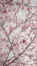 Vibrant, full-frame view of pink blossoms on branches under a gray sky Royalty Free Stock Photo
