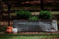 a garden planter with three mini pumpkins in it Royalty Free Stock Photo