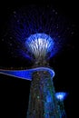 Vibrant Gardens by the Bay lit up at night in Singapore