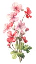 Vibrant Geranium Arrangement on White Background in Modern Watercolor Style .