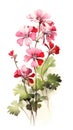 Vibrant Geranium Arrangement on White Background in Modern Watercolor Style .