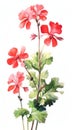 Vibrant Geranium Cluster on White Background in Contemporary Watercolor Style .
